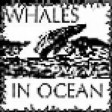 Whales In Ocean