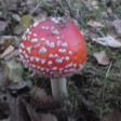 The head of the mushroom